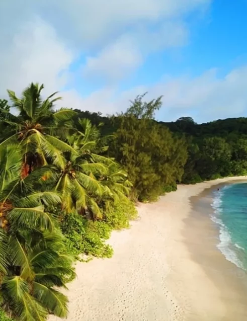 A beautiful Seychelles beach lined with lush palm trees and crystal-clear waters.