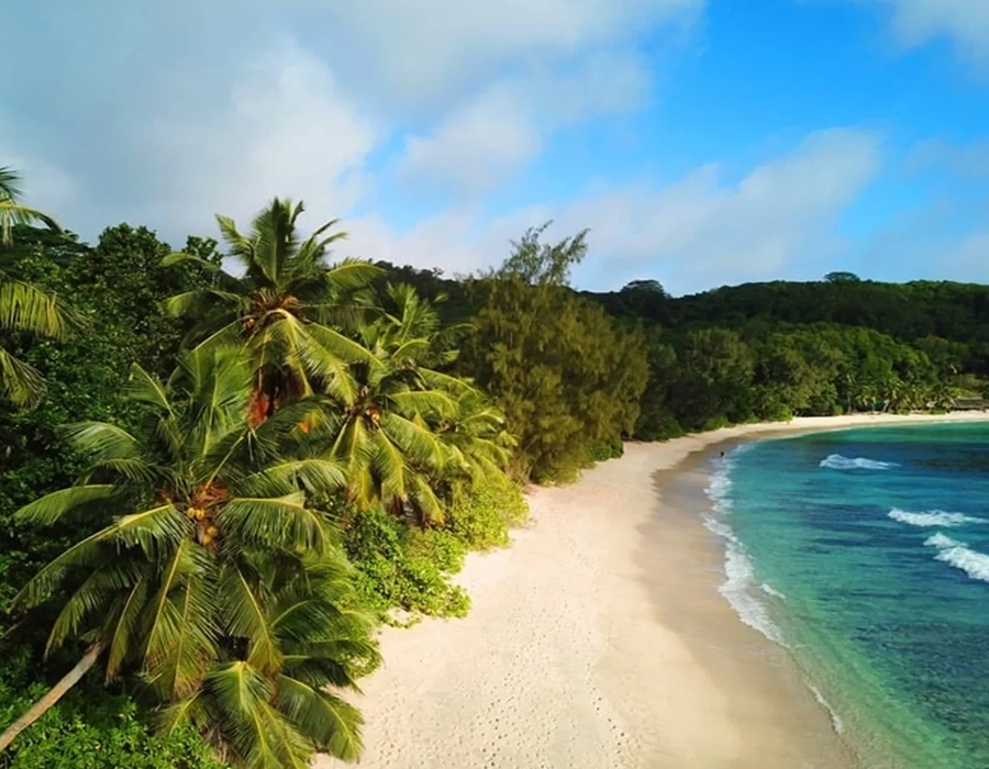 A beautiful Seychelles beach lined with lush palm trees and crystal-clear waters.