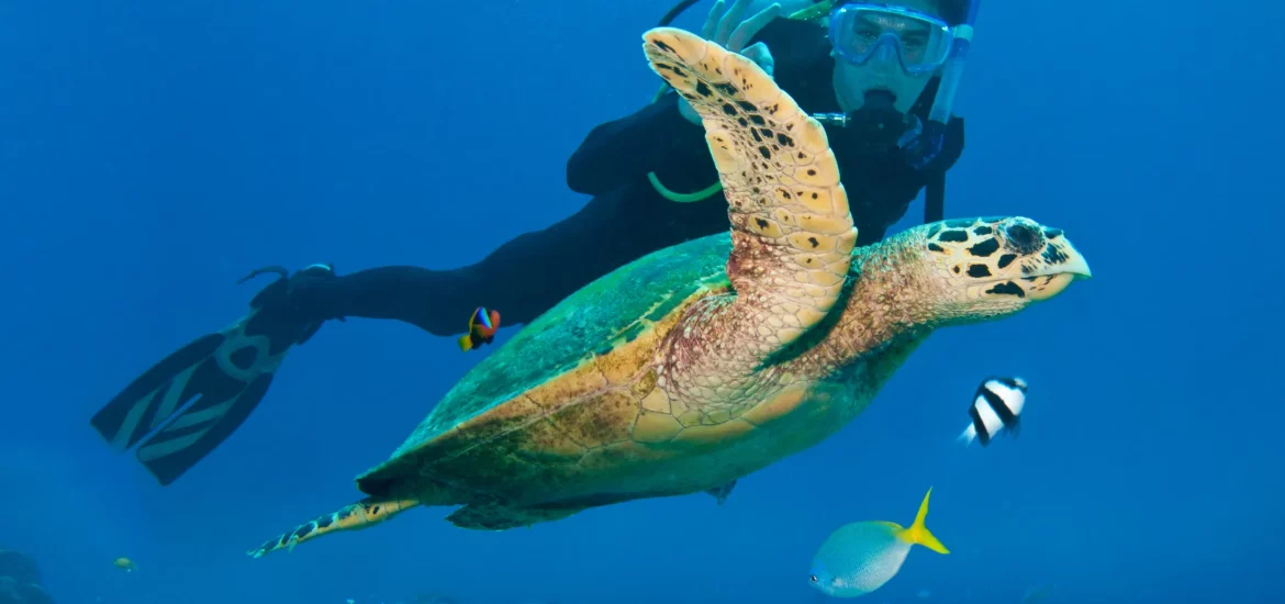 Person scuba diving near a sea turtle.