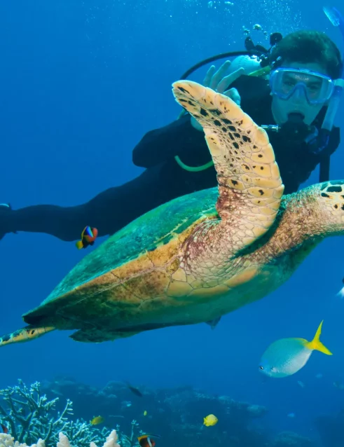 Person scuba diving near a sea turtle.