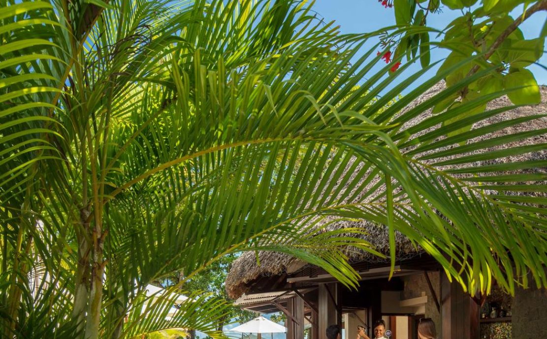 Tropical open-air bar setting with guests enjoying drinks under thatched roofs, framed by palm fronds and flowers at a Seychelles resort.