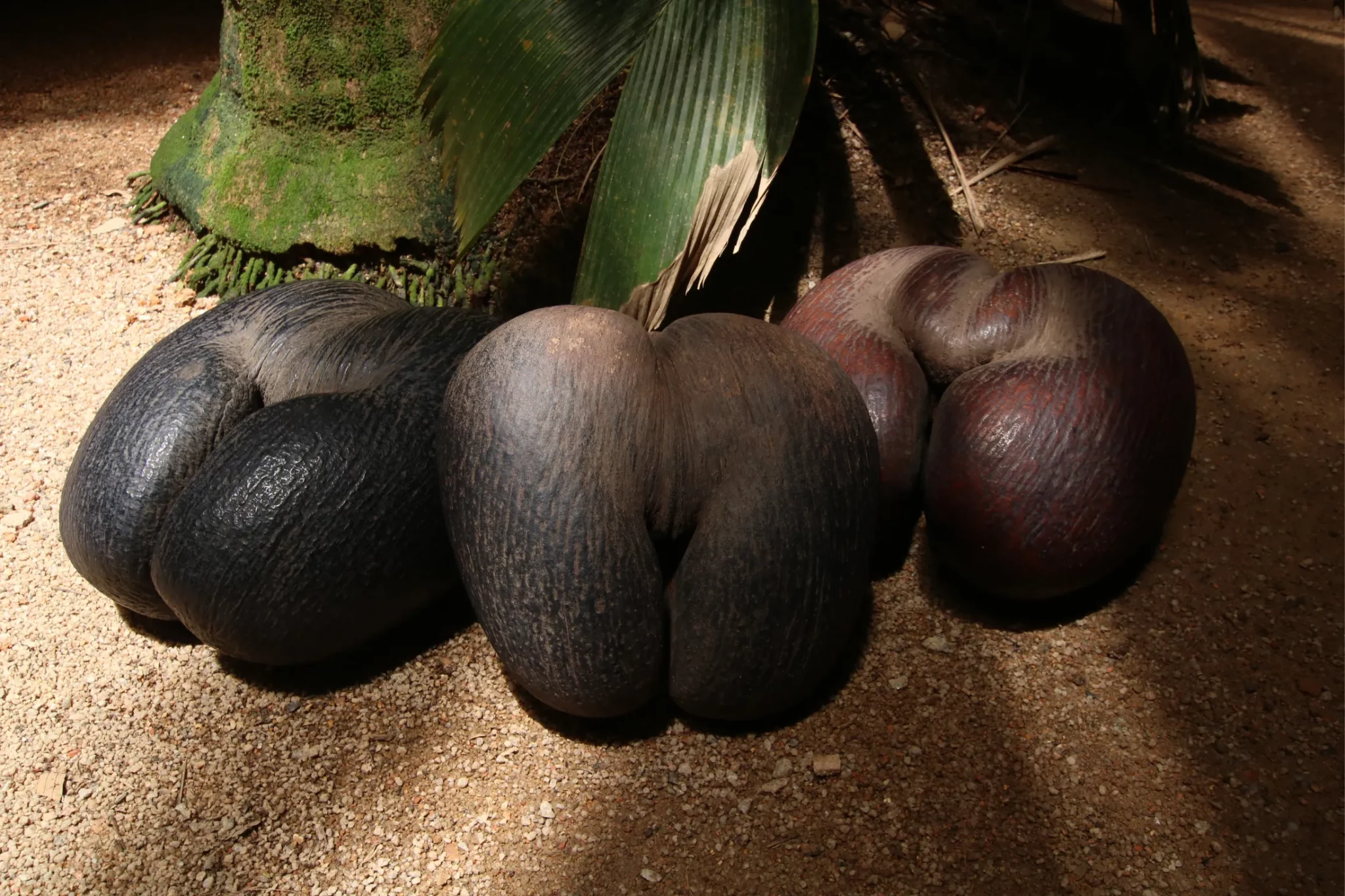 Coco de mer is a double coconut, endemic to the islands of Praslin and Curieuse.