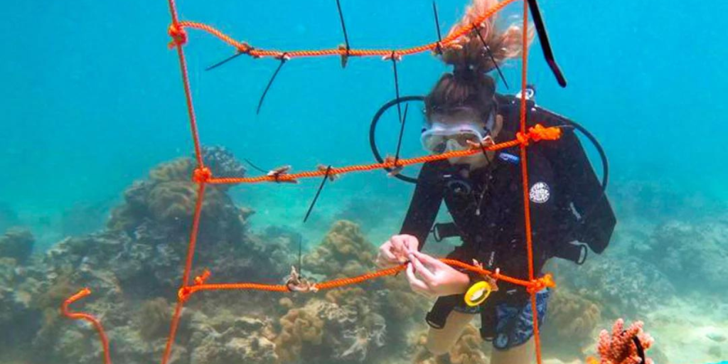 Scuba diver underwater engaged in coral planting, a conservation activity in the Seychelles to protect marine life.