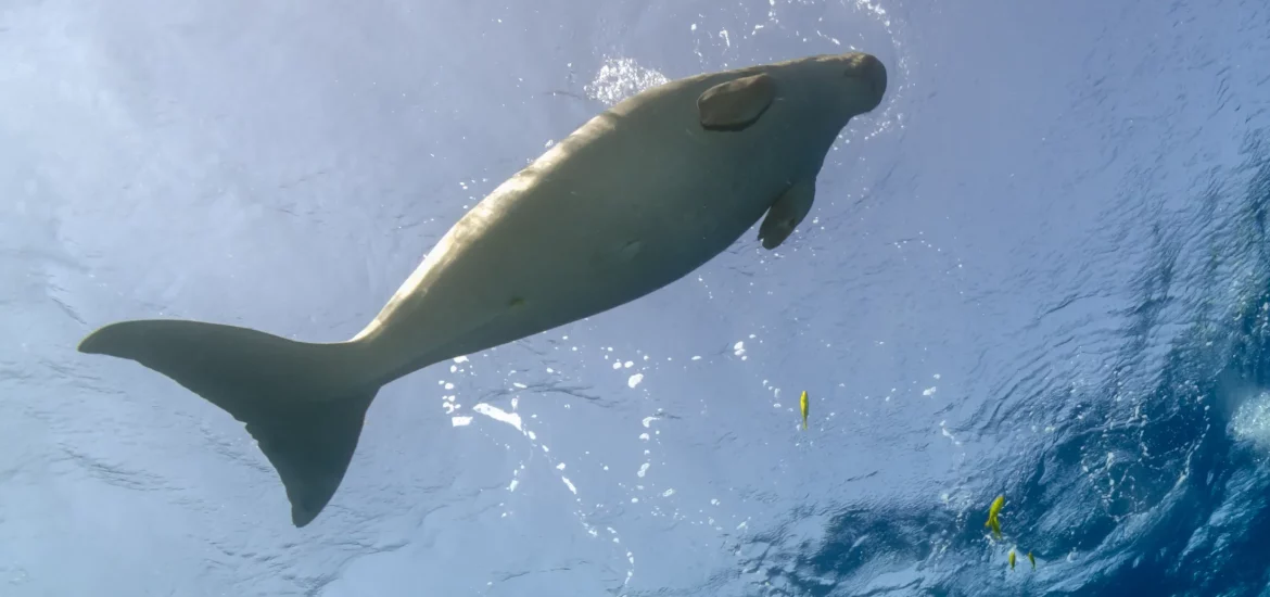 A dugong at the surface filmed by an underwater camera.