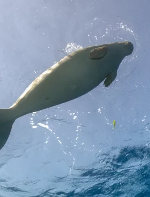 A dugong at the surface filmed by an underwater camera.