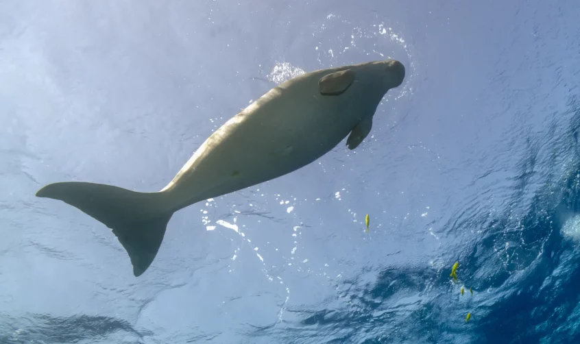 A dugong at the surface filmed by an underwater camera.