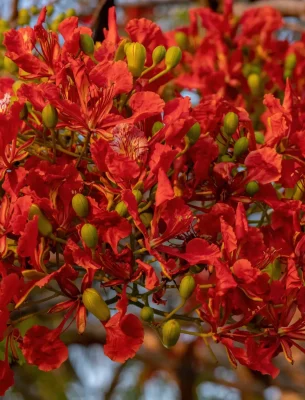 Red Flower of the Flamboyant tree of the species Delonix.