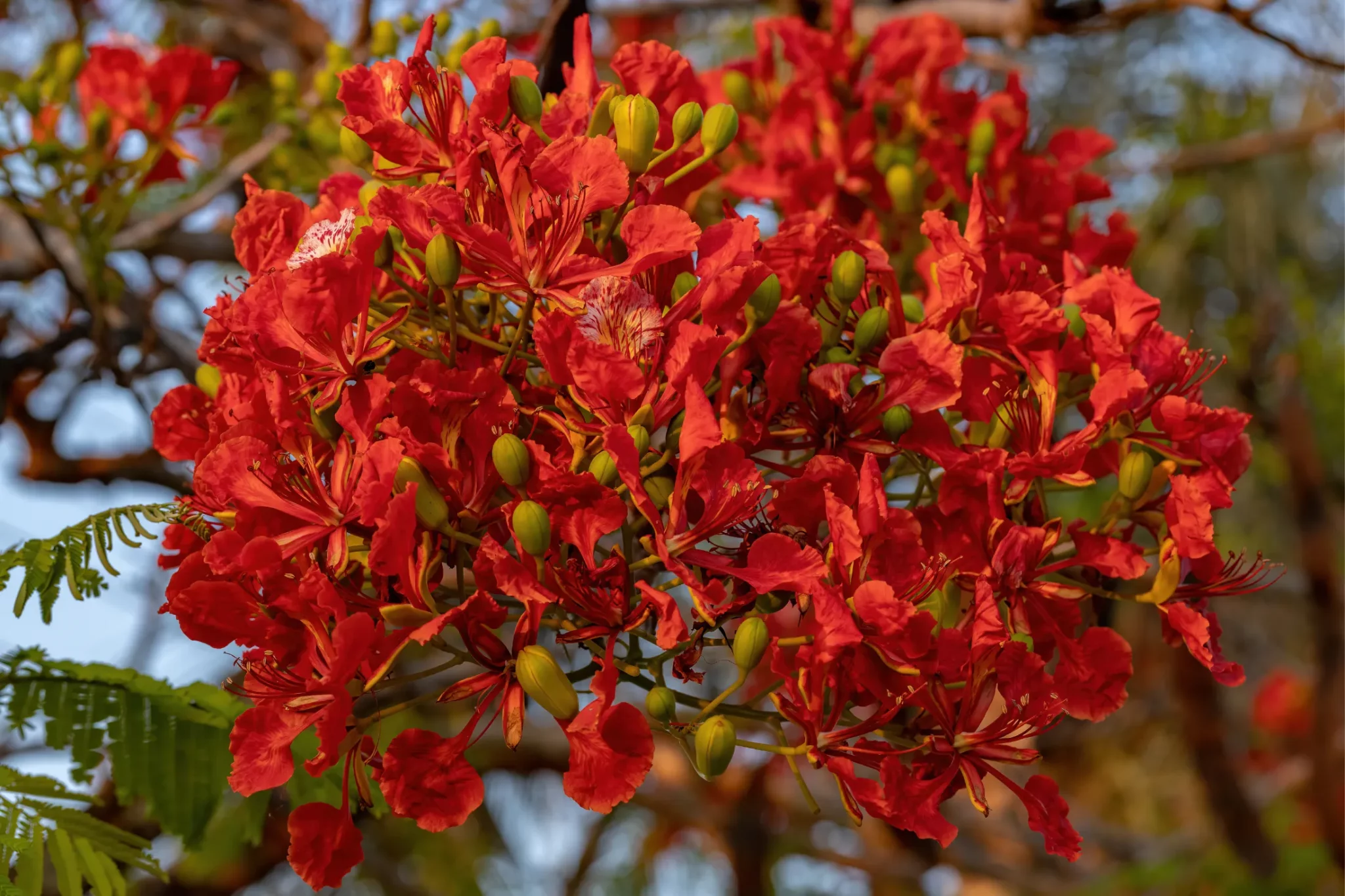 Red Flower of the Flamboyant tree of the species Delonix.