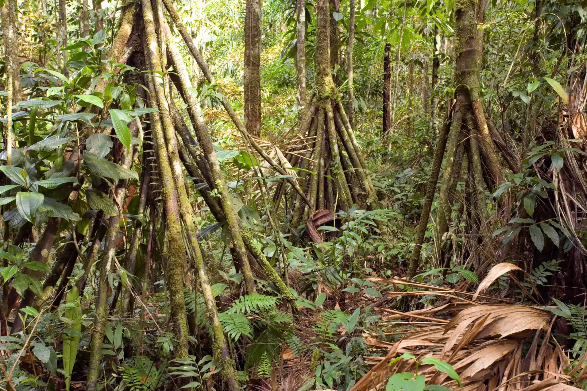 Grove of the Seychelles Stilt Palms with their unique root system.