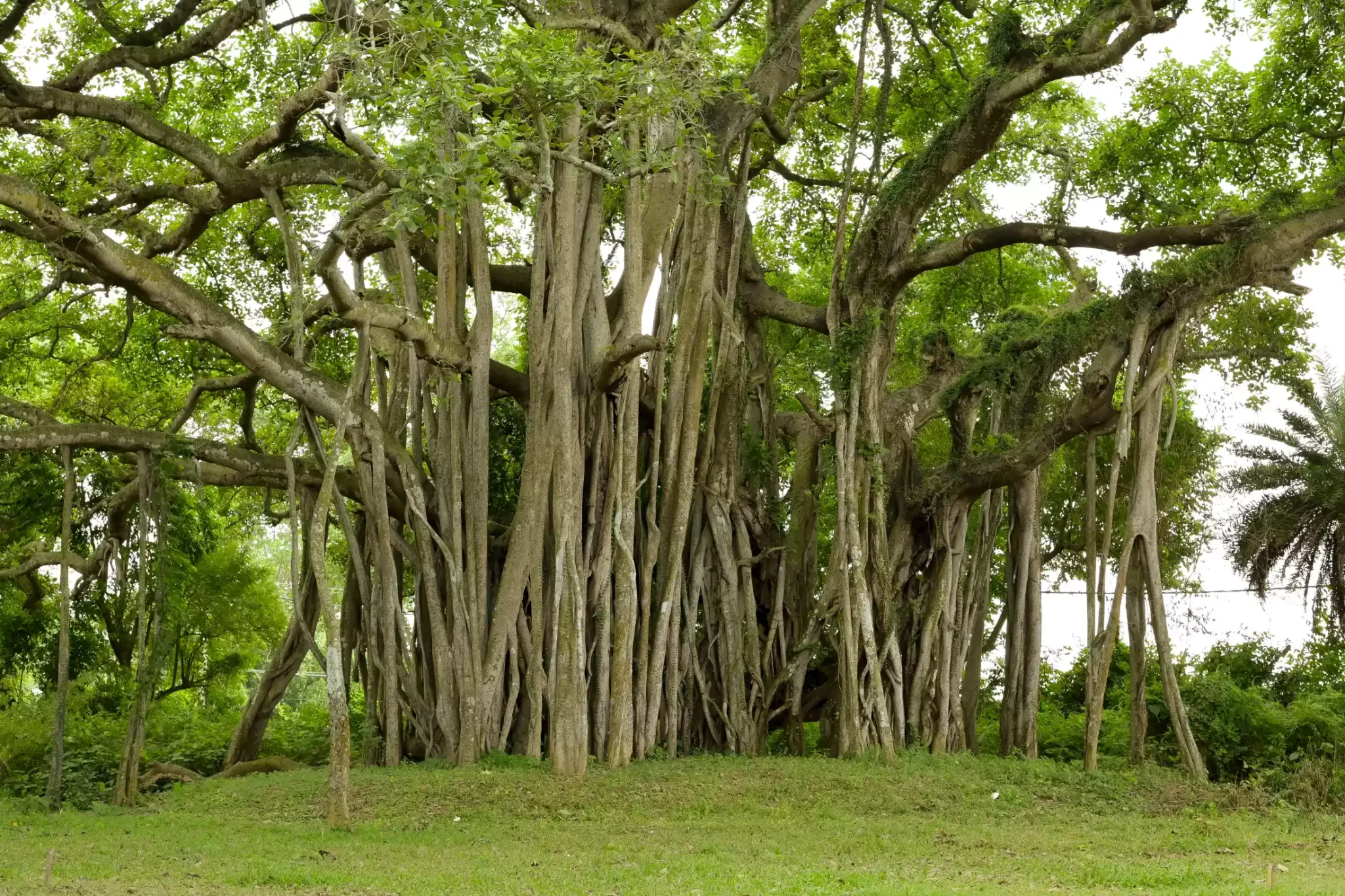 Banyan tree with its anchoring roots and green foliage.
