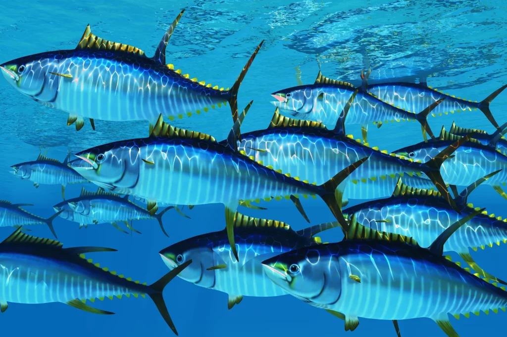 A school of yellowfin tuna swimming trough the sea.