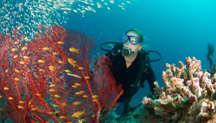 A diver marvelling at the rich underwater life among red coral and schools of small fish in the Seychelles.
