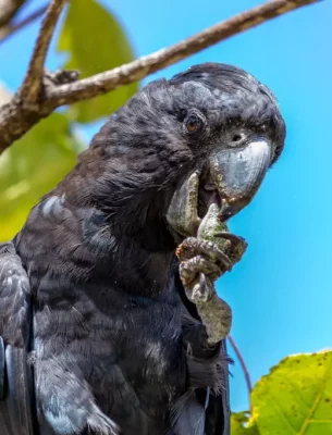 Seychelles black parrot in one of National parks in Seychelles.