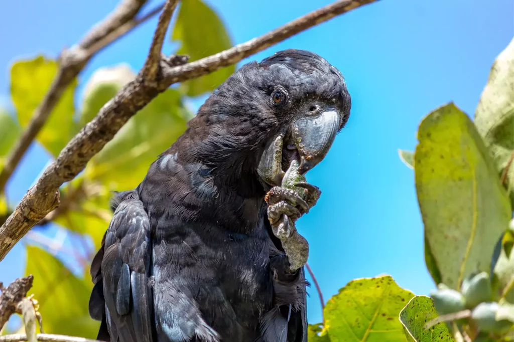 Seychelles black parrot in one of National parks in Seychelles.