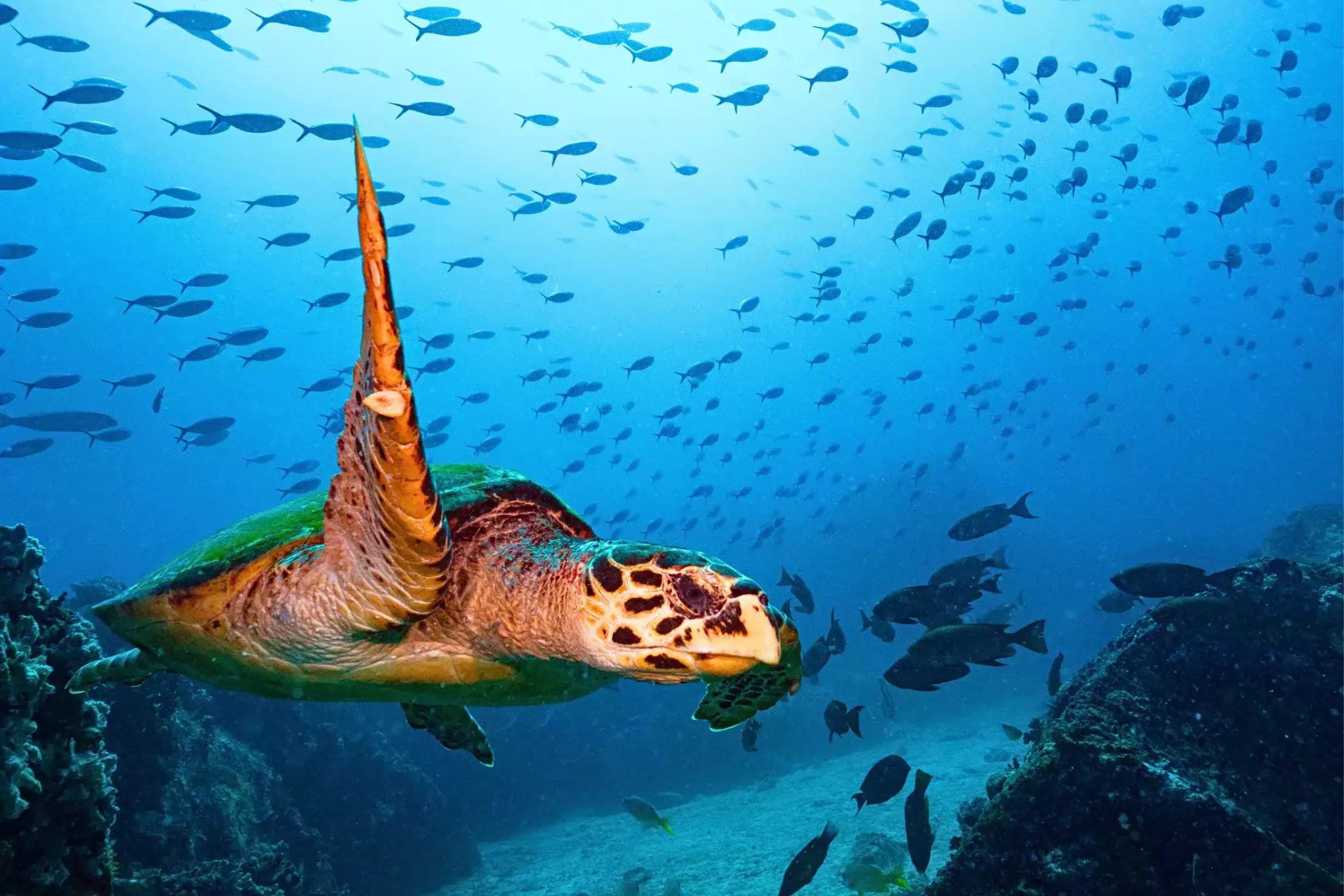 Diving with sea turtles and shoals of fish in the coral reefs of the Seychelles.
