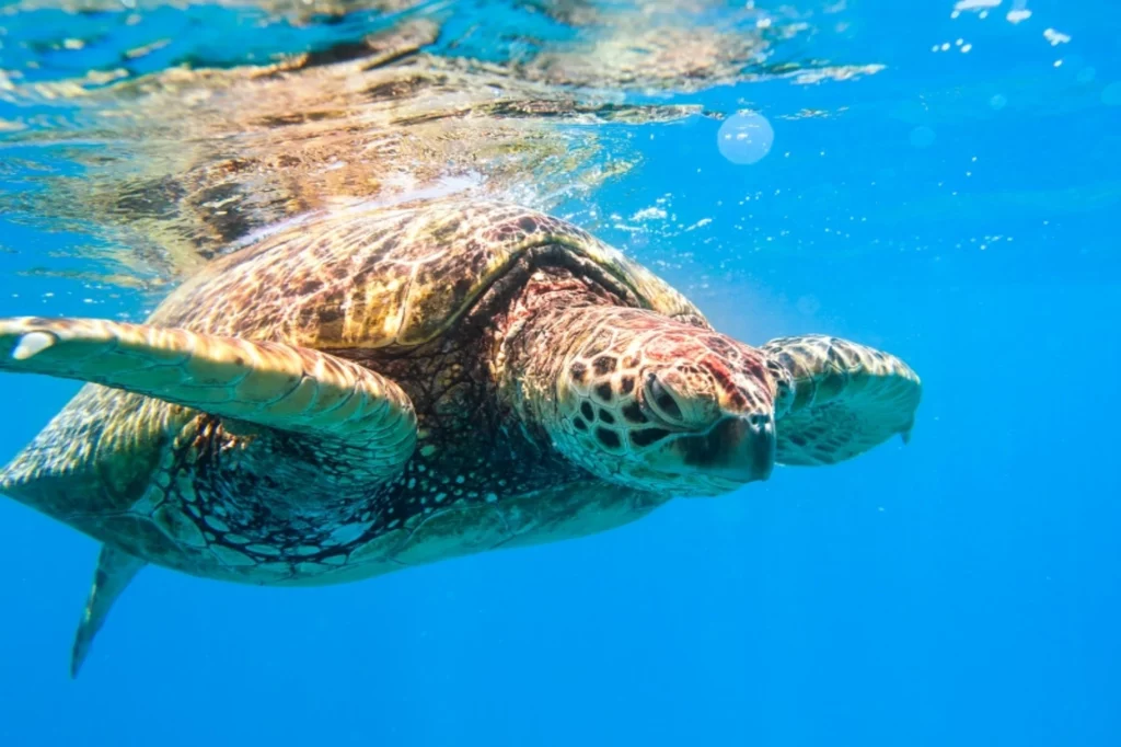 A majestic sea turtle swimming gracefully under the clear blue waters of Seychelles.