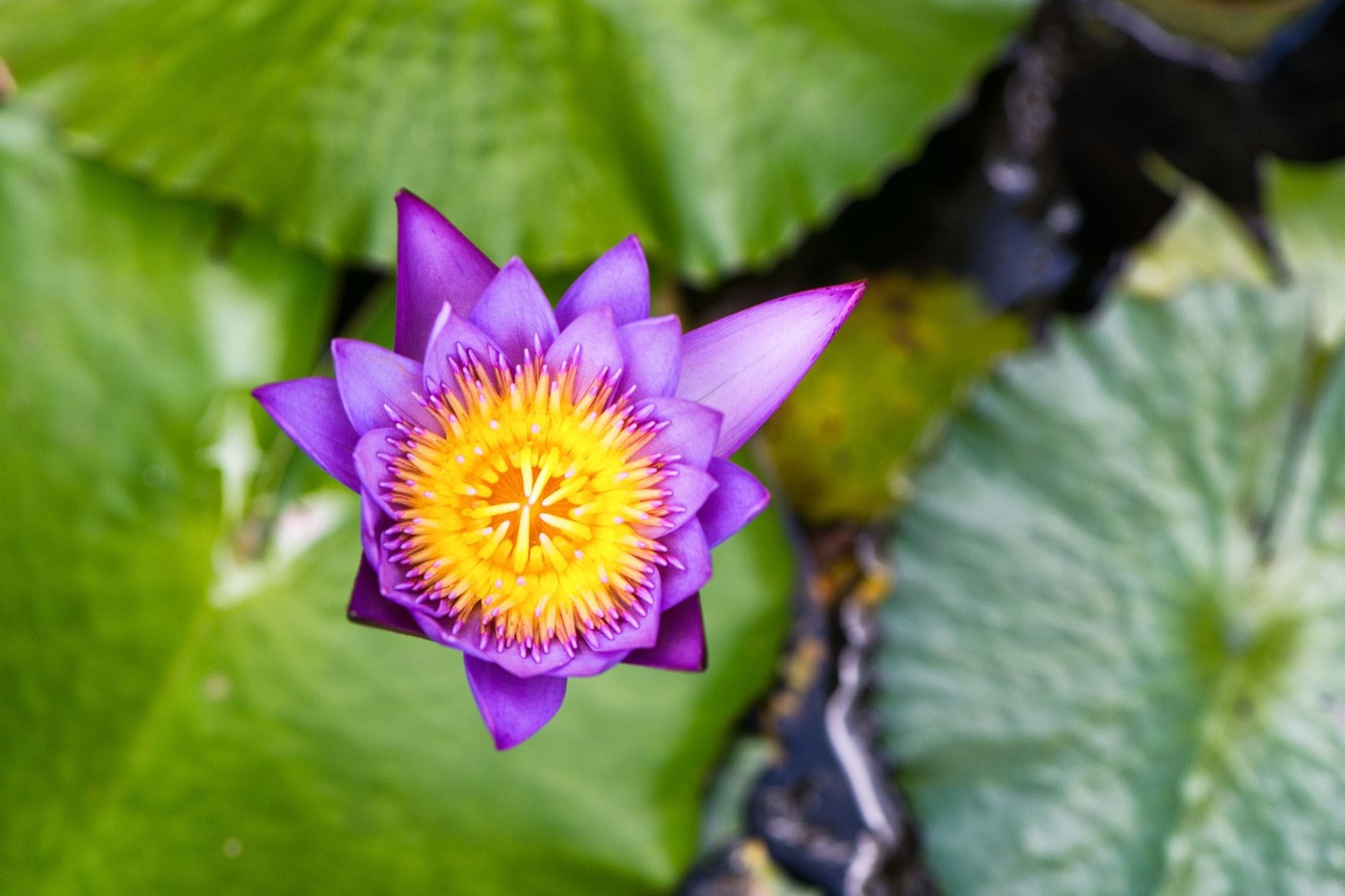 Purple Lotus Flower inside the Victoria Botanical Garden