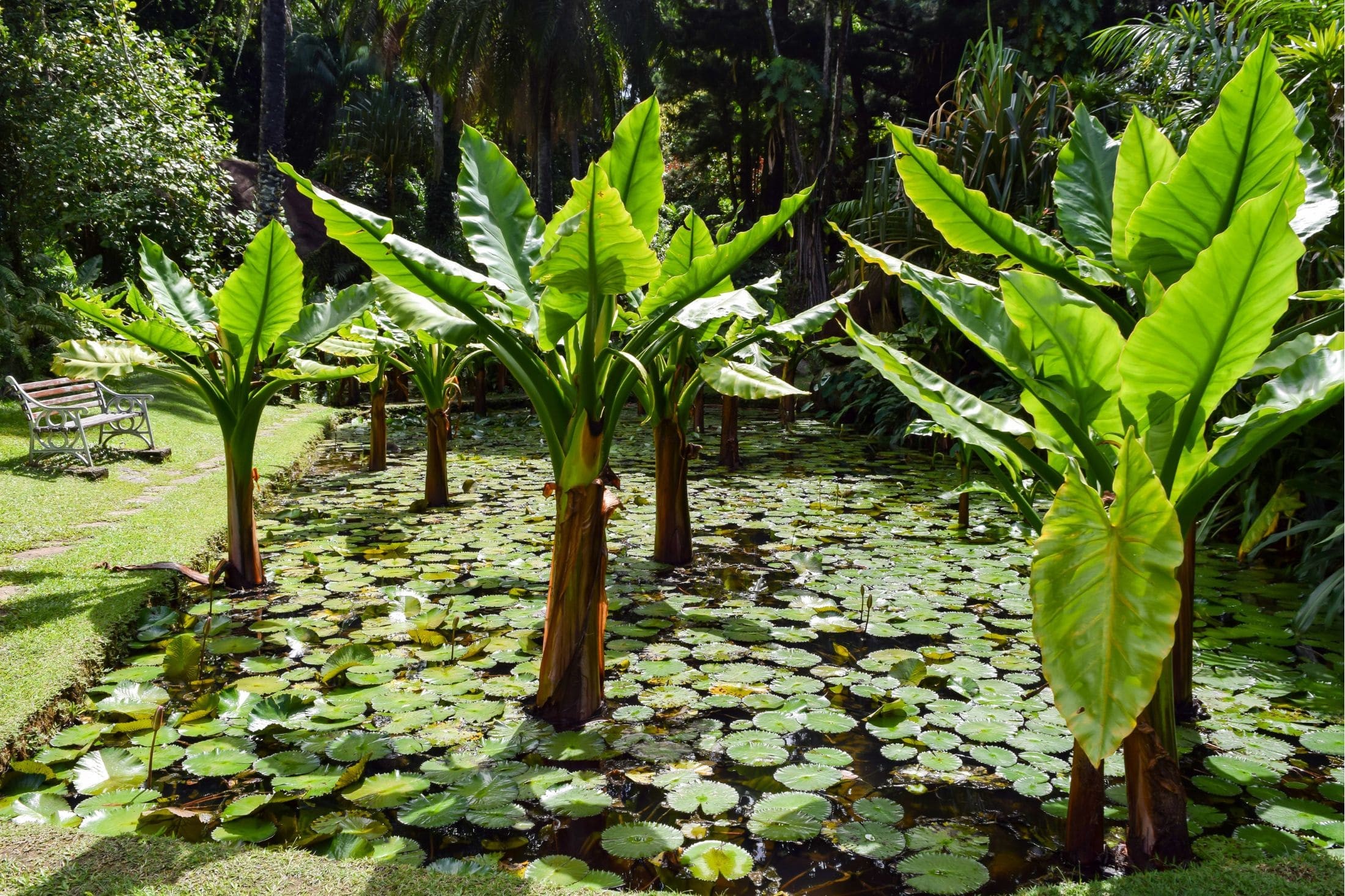 Typhonodorum plant inside the Botanical Garden on Mahe, Seychelles