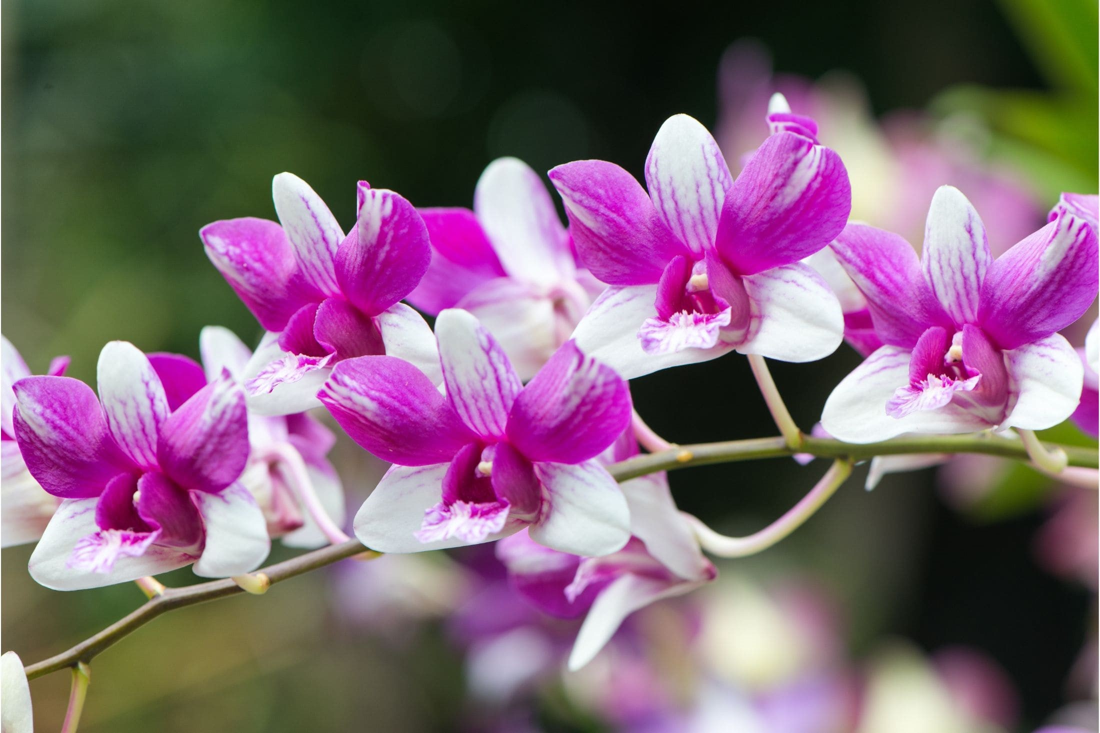 White and Purple Orchids in the Seychelles National Botanical Garden
