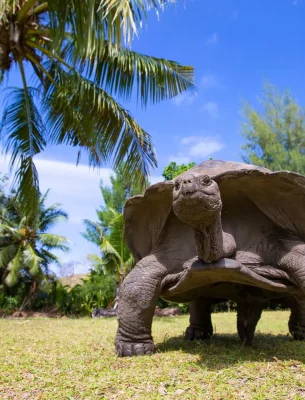 Aldebra Atoll Tortoise.