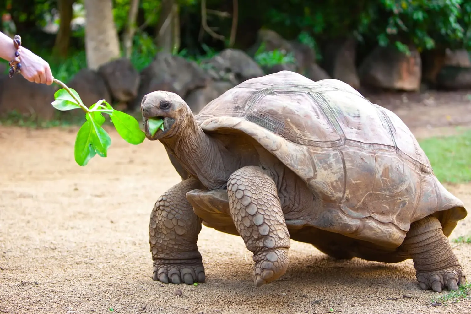 Giant Tortoise in Seychelles.
