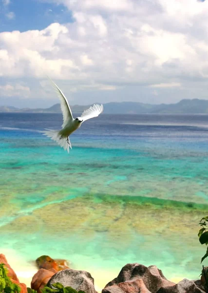 A bird flying over Aride Island in Seychelles