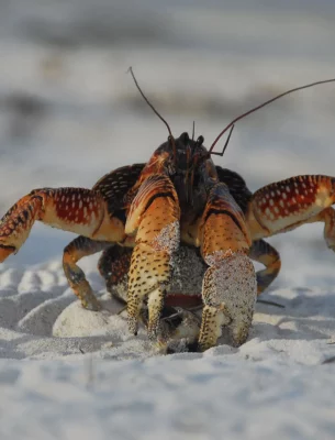 Seychelles Coconut Crab.