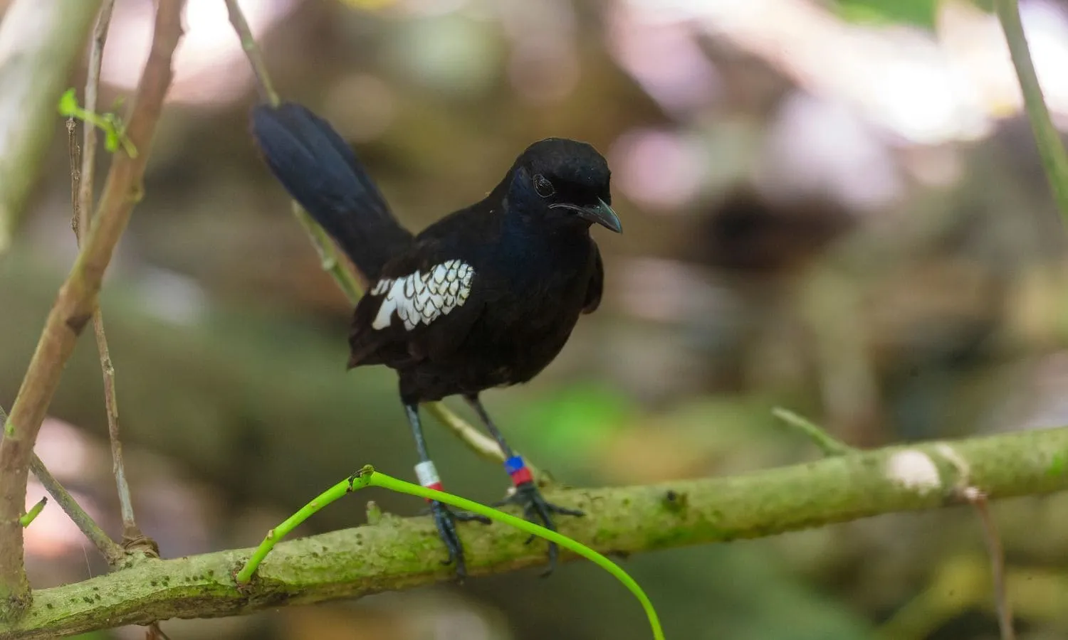 Close up of the endangered magpie robin in The Seychelles