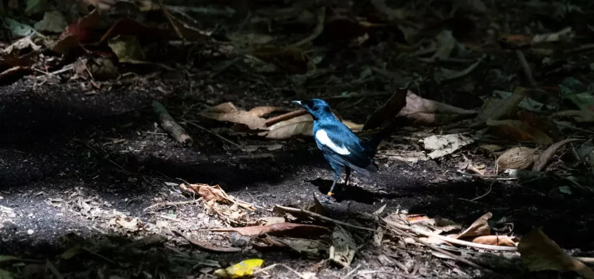 Magpie Robin on Cousine Island in The Seychelles.