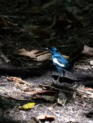 Magpie Robin on Cousine Island in The Seychelles.