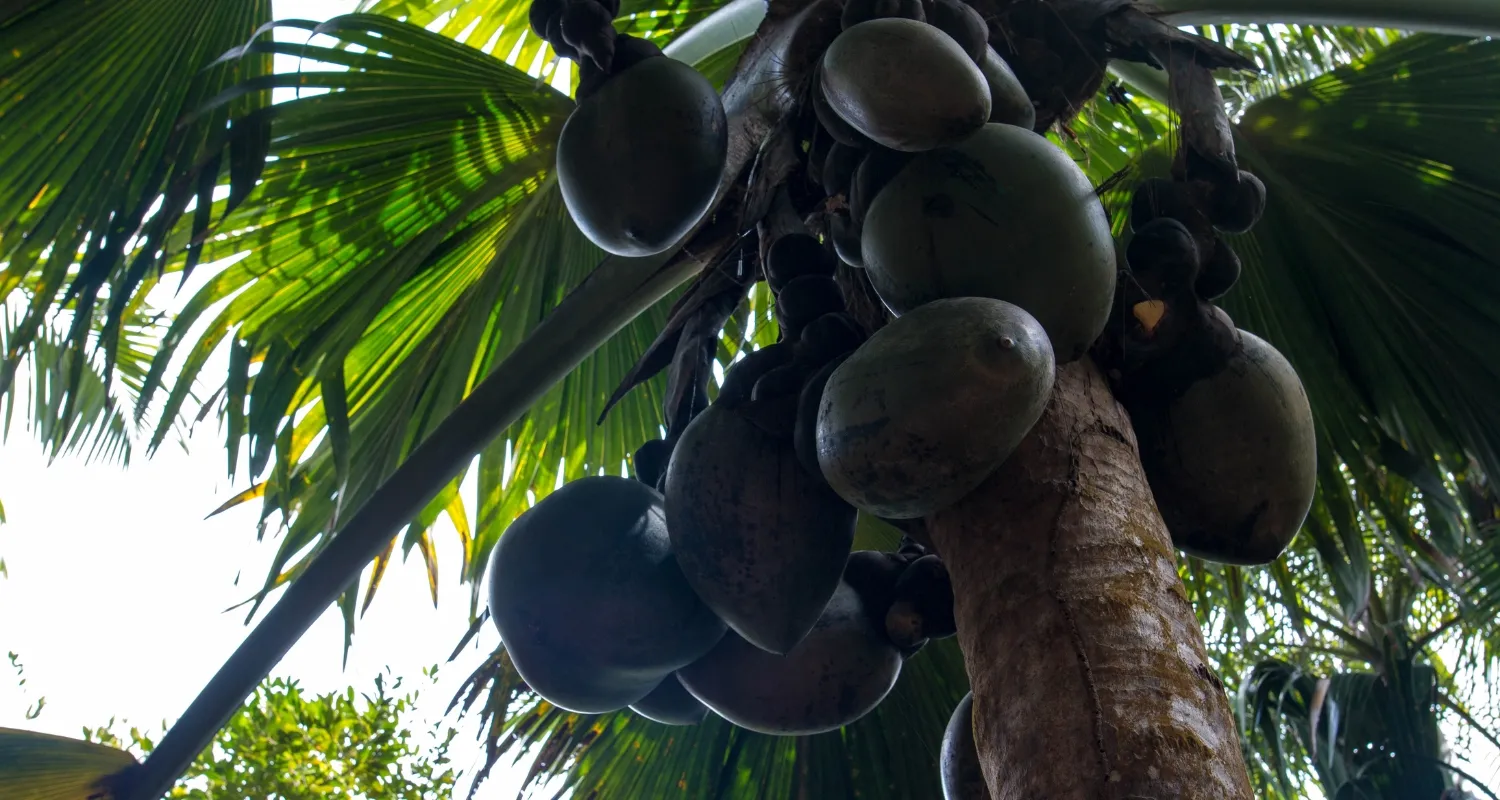 Endemic Coco de Mer palm fruit in Seychelles.