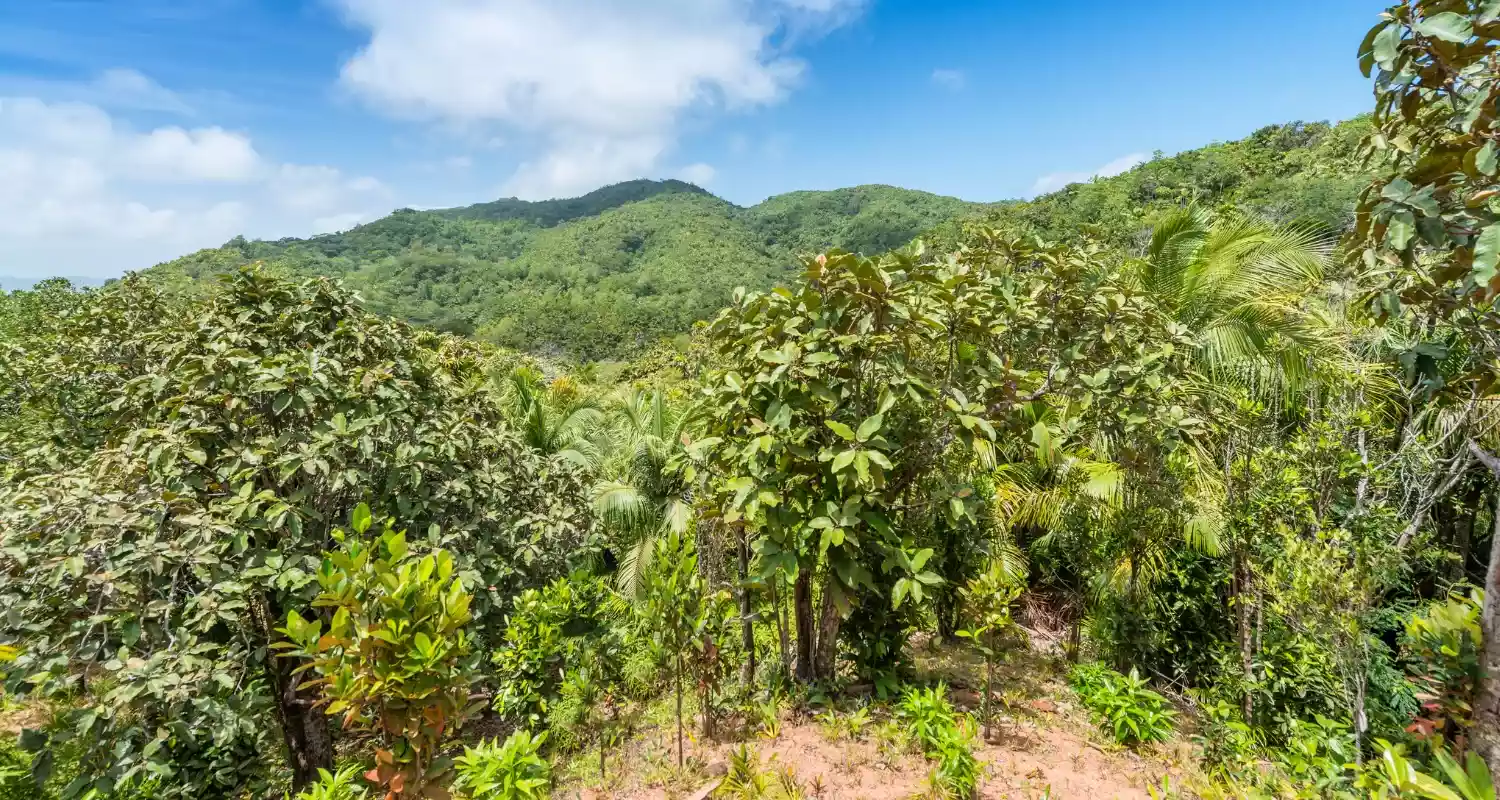 Vallee de Mai forest in Seychelles.