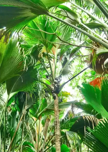 Lush tropical Seychelles Rainforest.