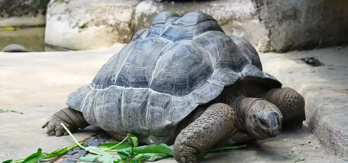 Aldabra Tortoise after a meal.