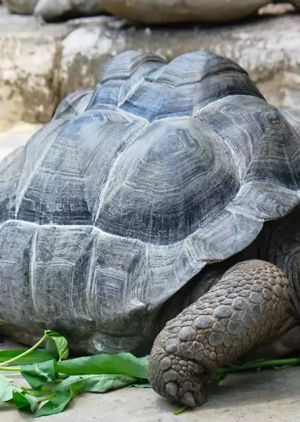 Aldabra Tortoise after a meal.