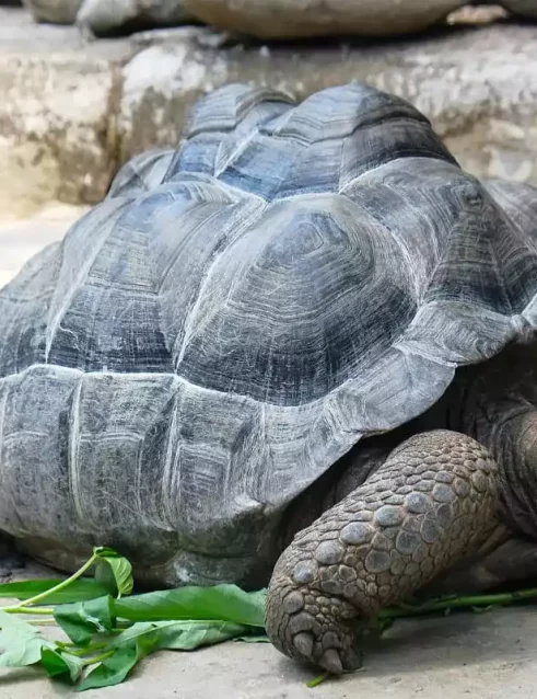 Aldabra Tortoise after a meal.