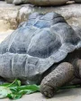 Aldabra Tortoise after a meal.