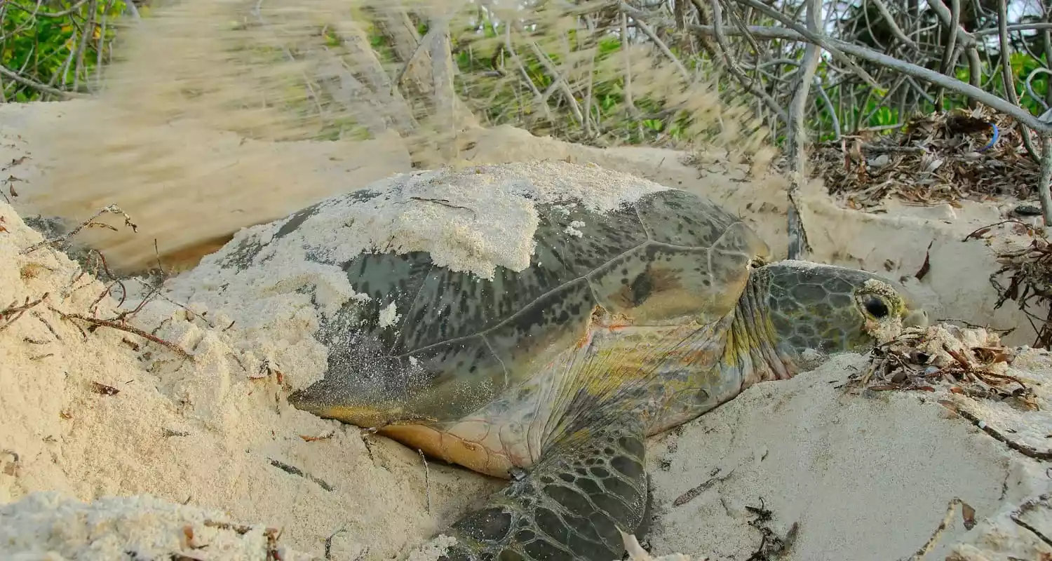 The Green Turtle Nesting on a Beach.