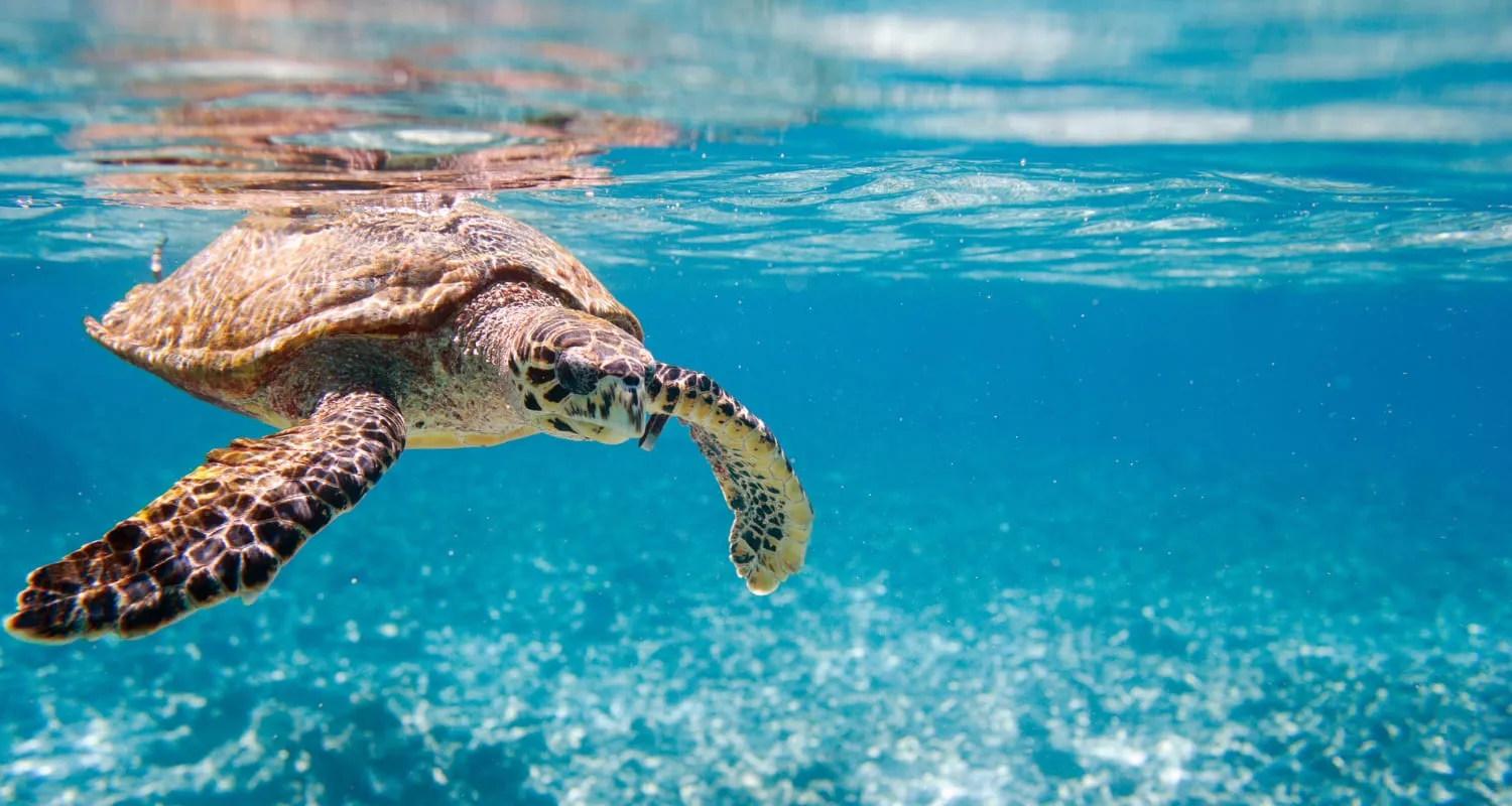 A Hawksbill turtle swimming in shallow and clear-blue waters.