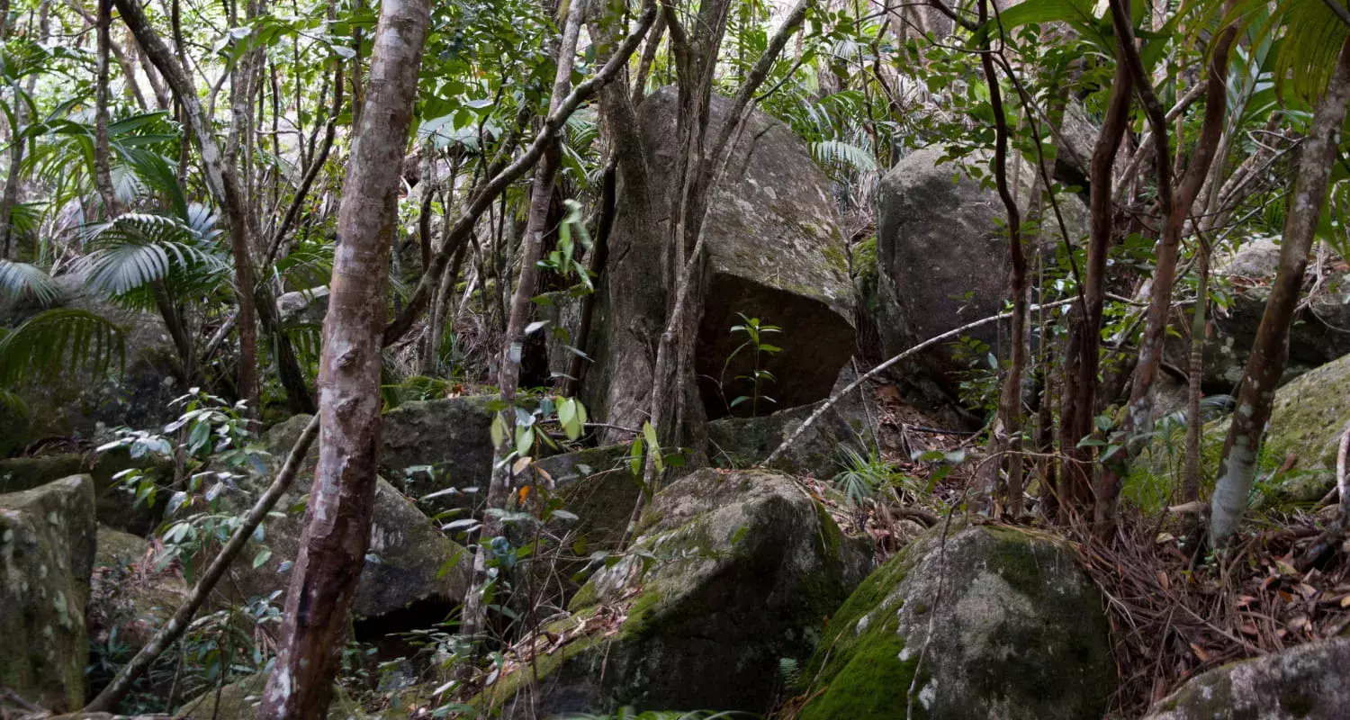 Forest along the Trois Freres Trail in Seychelles.